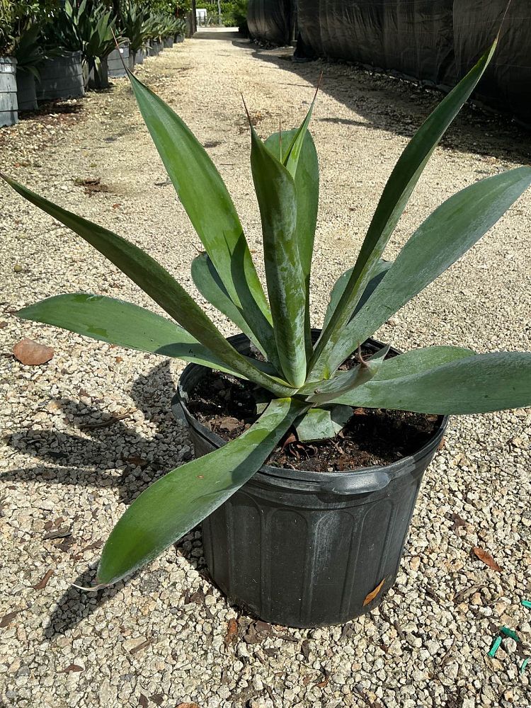 agave-pedunculifera