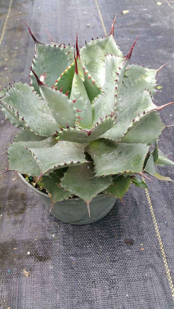 agave-potatorum-blue-rose-agave