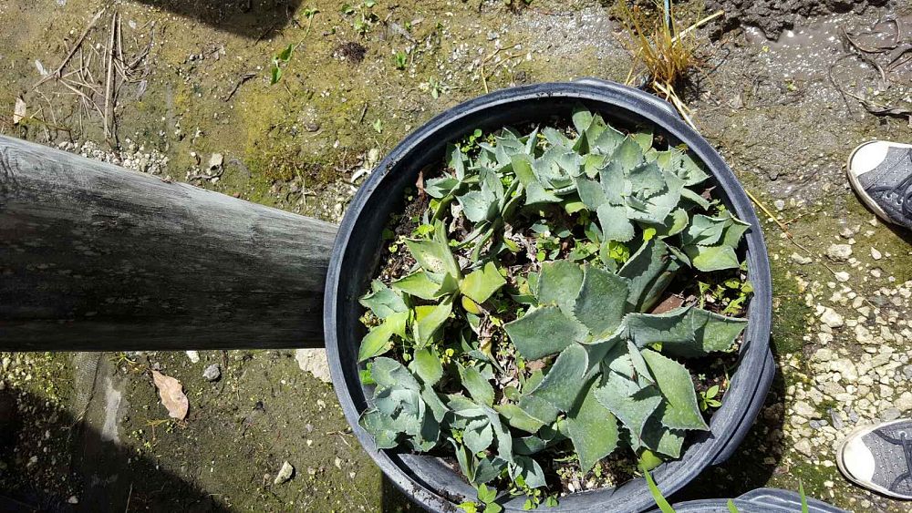 agave-potatorum-blue-rose-agave