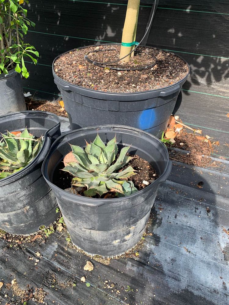 agave-potatorum-blue-rose-agave