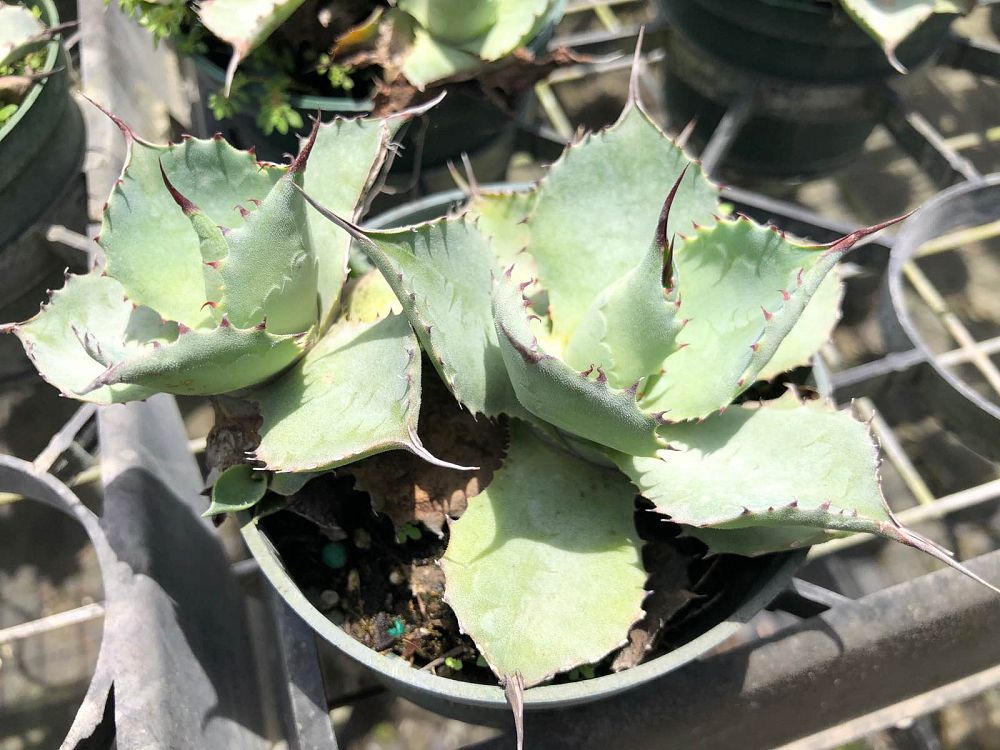 agave-potatorum-blue-rose-agave