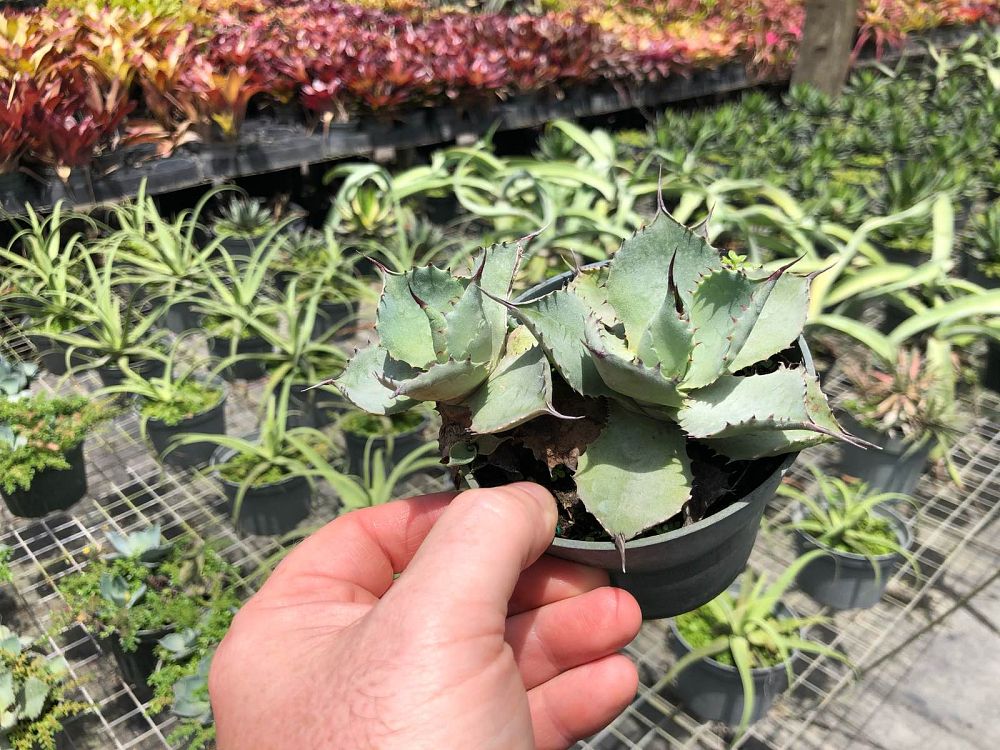 agave-potatorum-blue-rose-agave