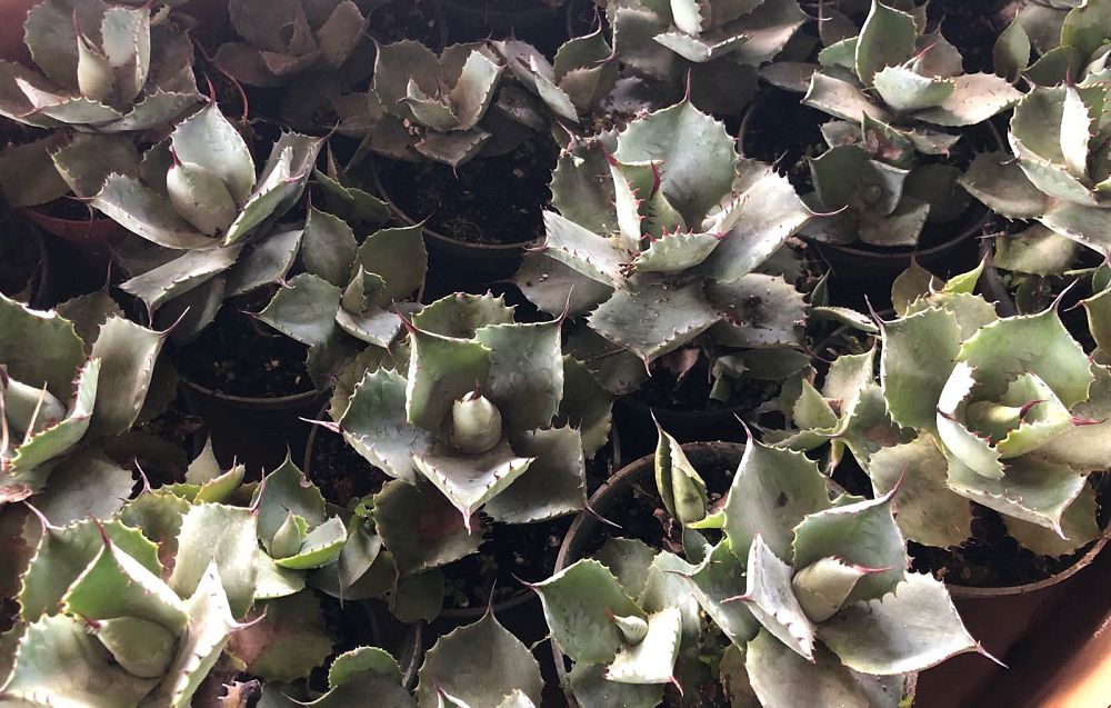 agave-potatorum-blue-rose-agave