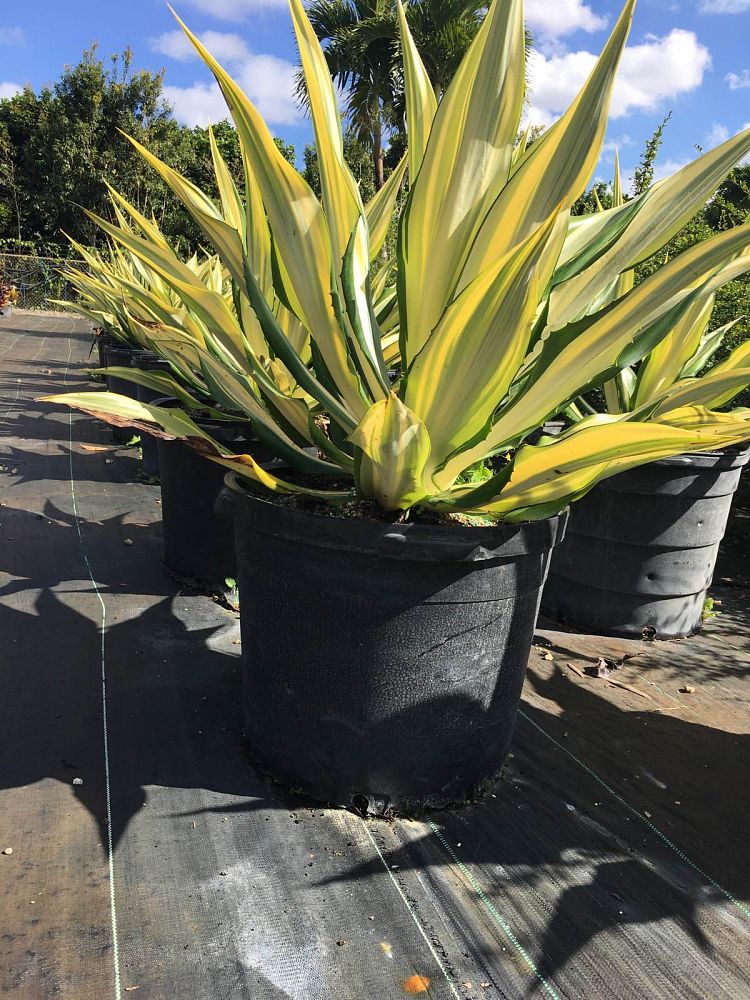agave-potatorum-blue-rose-agave
