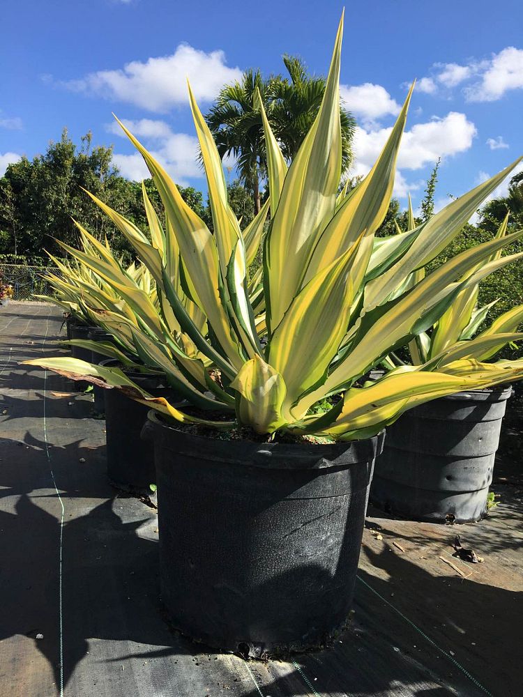 agave-potatorum-blue-rose-agave