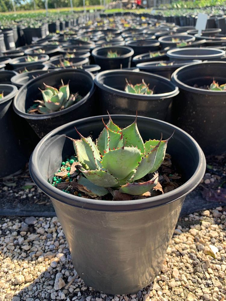 agave-potatorum-blue-rose-agave