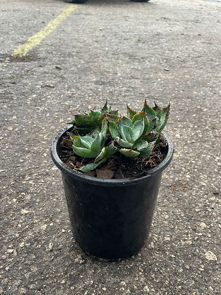 agave-potatorum-blue-rose-agave