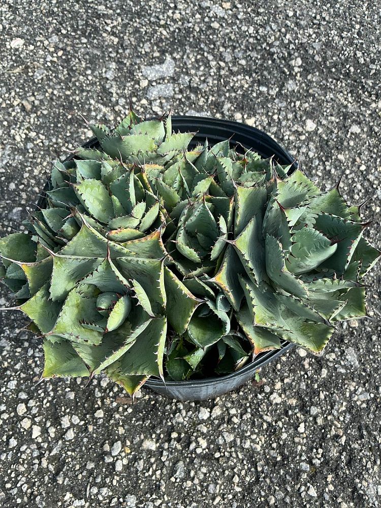agave-potatorum-blue-rose-agave
