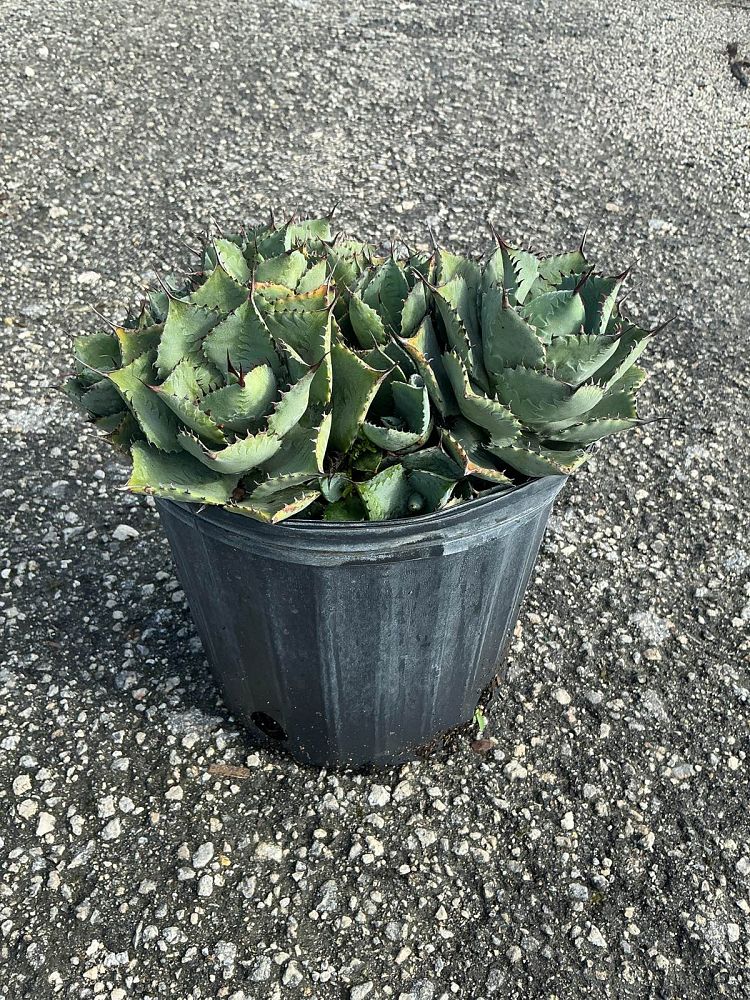 agave-potatorum-blue-rose-agave