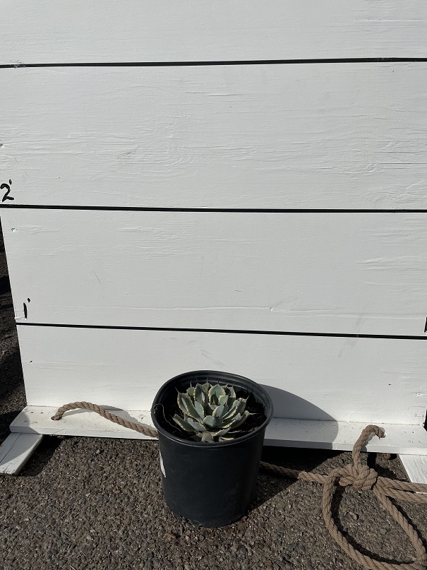 agave-potatorum-kichiokan-aurea-variegata