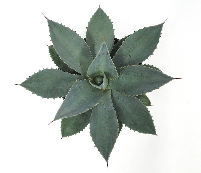 agave-pygmaea-dragon-toes