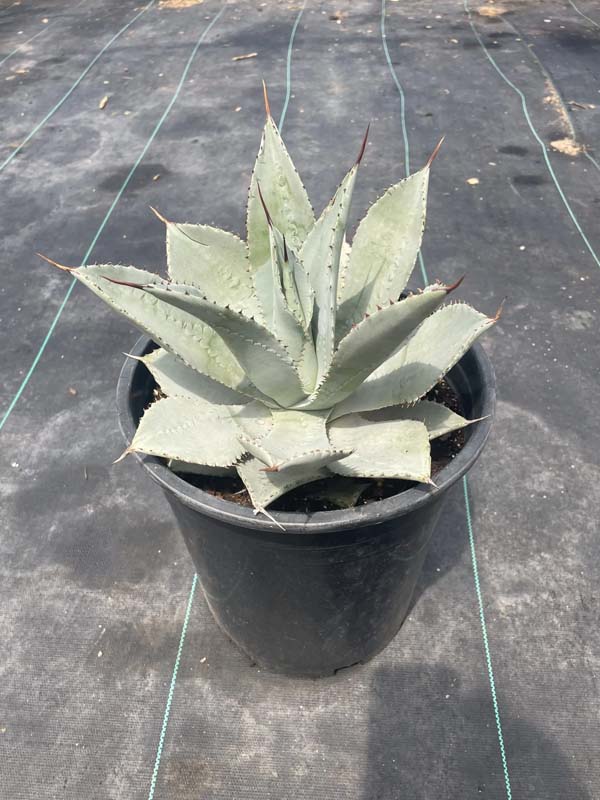 agave-pygmaea-dragon-toes