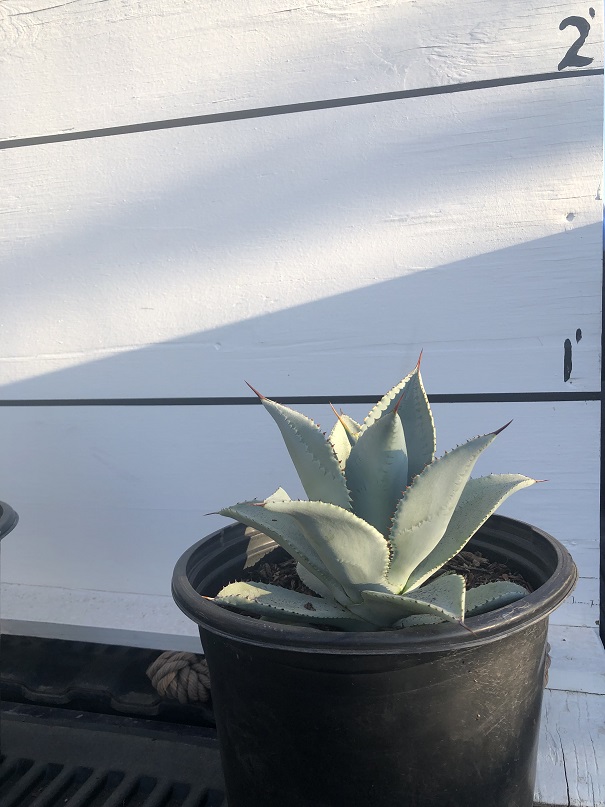 agave-pygmaea