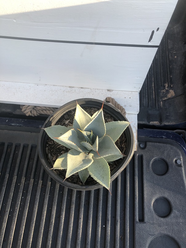 agave-pygmaea