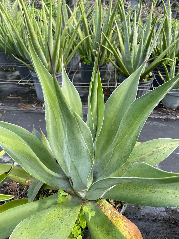 agave-salmaniana
