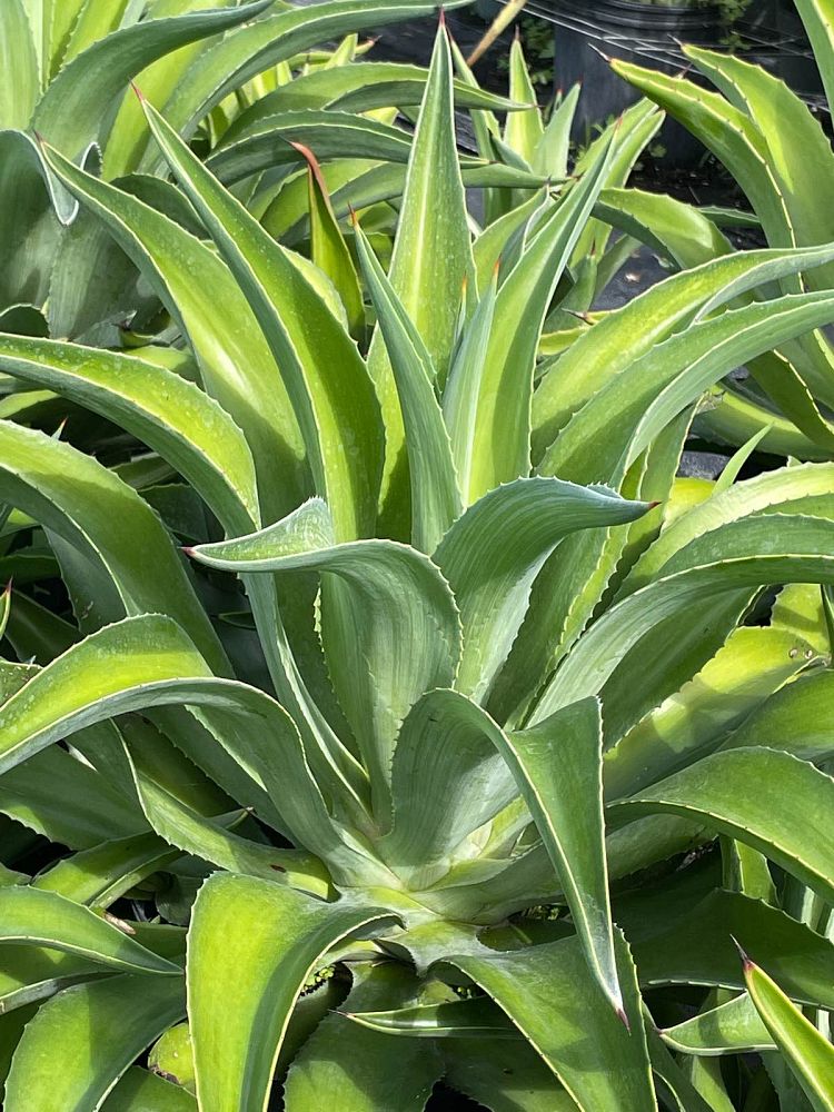 agave-salmaniana