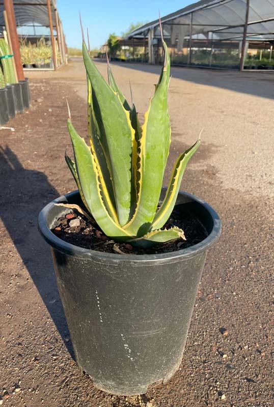 agave-salmiana-butterfingers-century-plant-agave