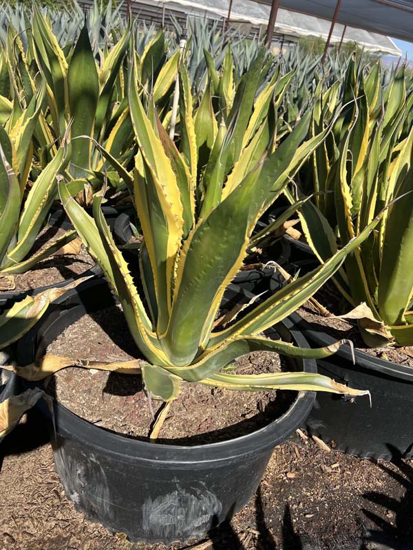 agave-salmiana-butterfingers-century-plant-agave