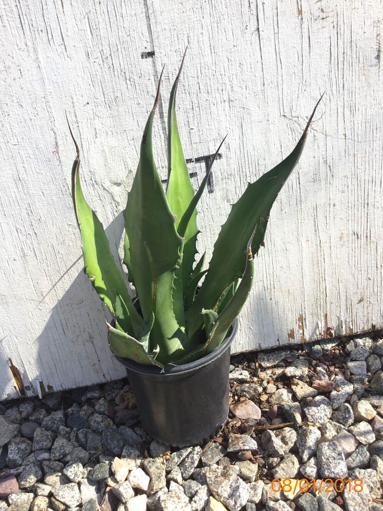 Arizona WholeSale Growers