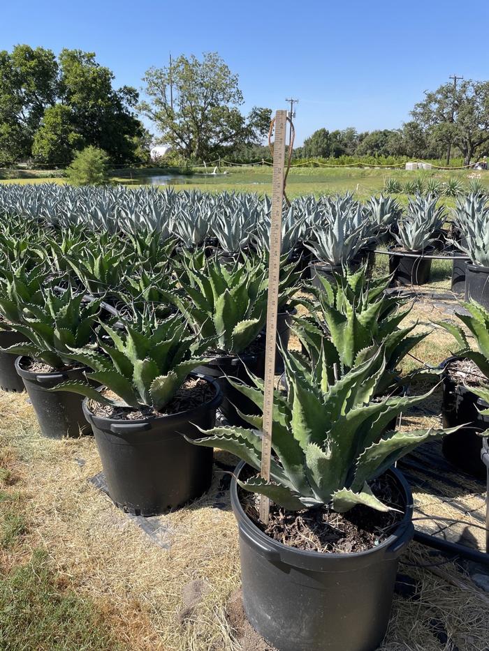 agave-salmiana-ferox-century-plant-maguey-de-pulque-giant-agave