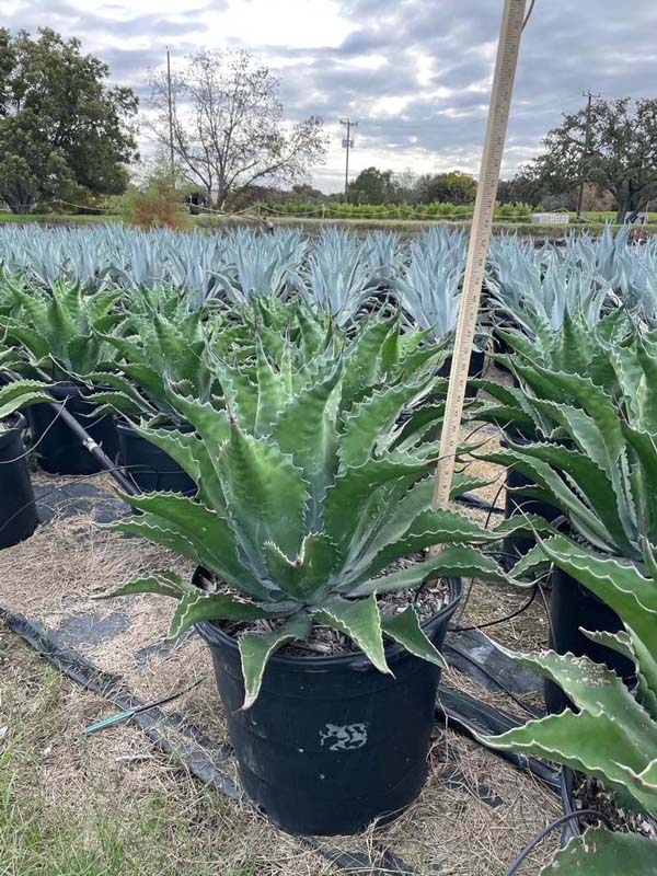 agave-salmiana-ferox-century-plant-maguey-de-pulque-giant-agave