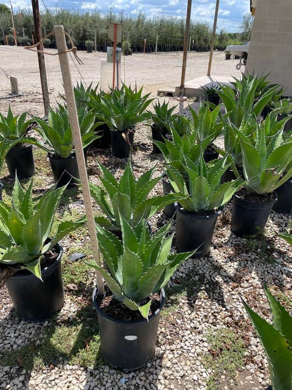 agave-salmiana-ferox-century-plant-maguey-de-pulque-giant-agave