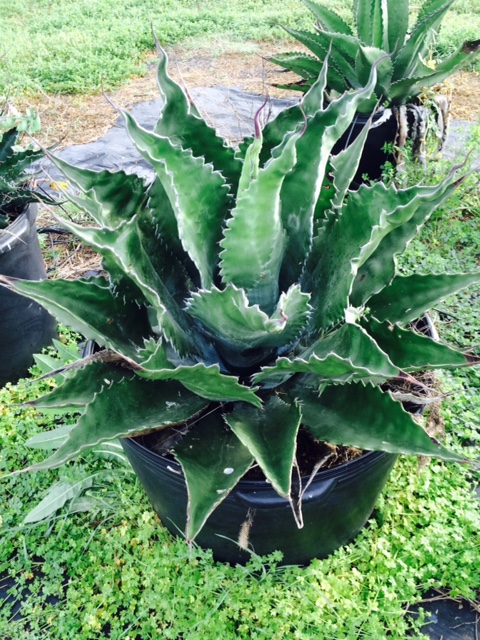 agave-salmiana-ferox-green-goblet-hardy-century-plant