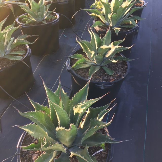 agave-salmiana-ferox-green-goblet-hardy-century-plant