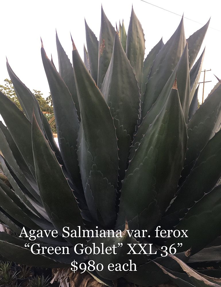 agave-salmiana-ferox-green-goblet-hardy-century-plant