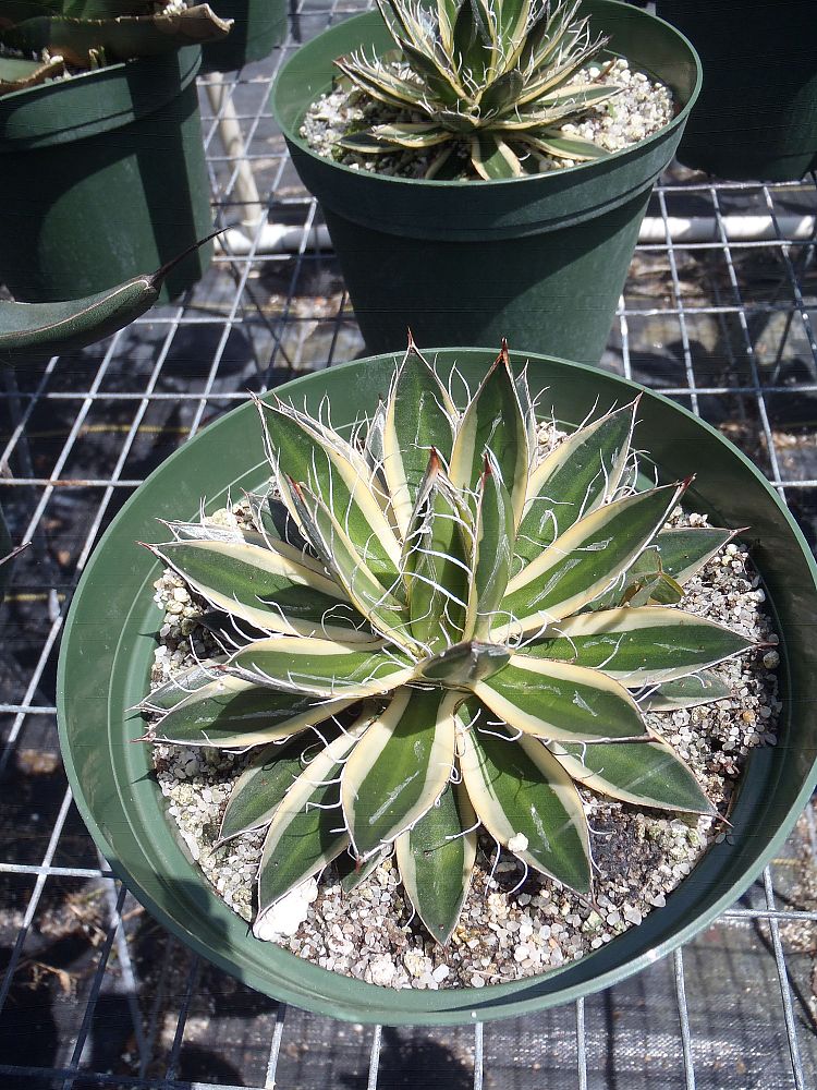 agave-schidigera-shira-ito-no-ohi-thread-leaf-agave-queen-of-white