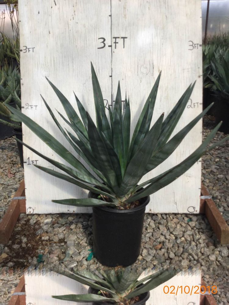 Arizona WholeSale Growers