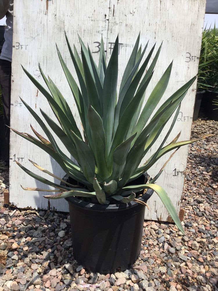 Arizona WholeSale Growers