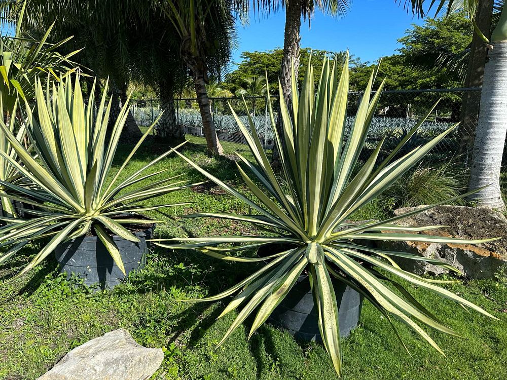 agave-sisalana-mediopicta-sisal-agave-hemp-agave