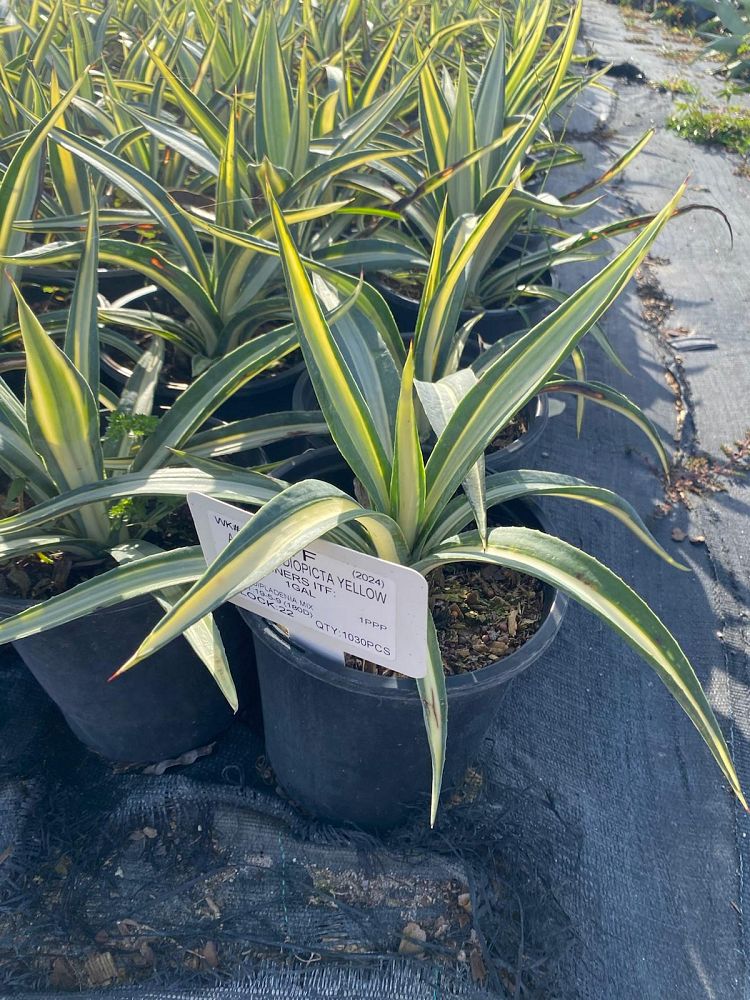 agave-sisalana-mediopicta-sisal-agave-hemp-agave