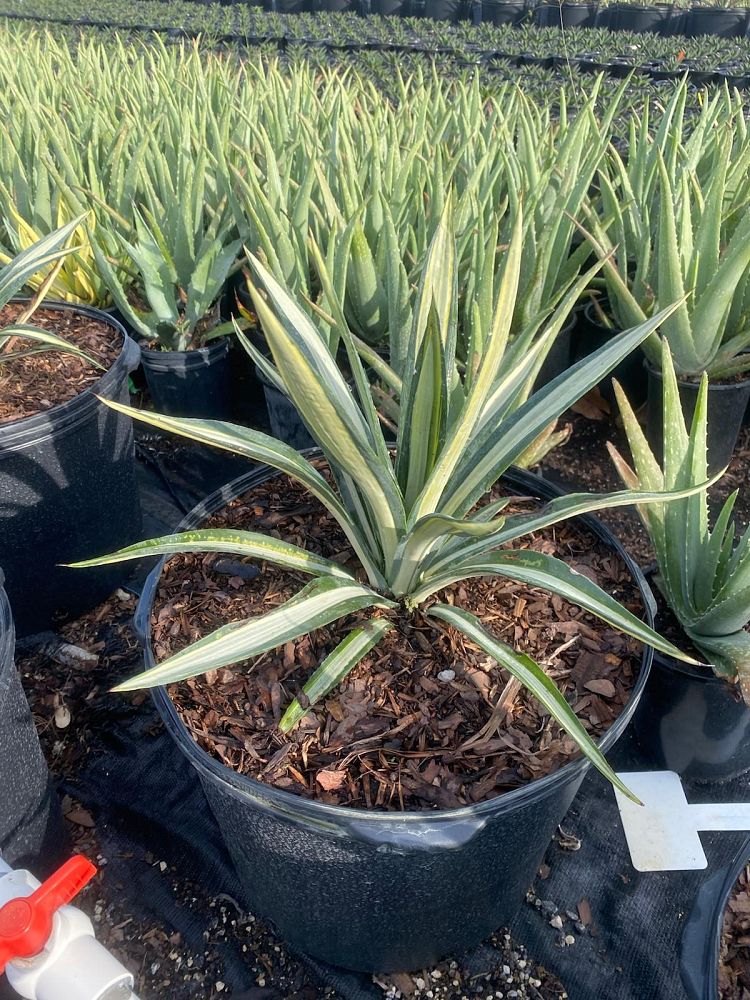 agave-sisalana-mediopicta-sisal-agave-hemp-agave