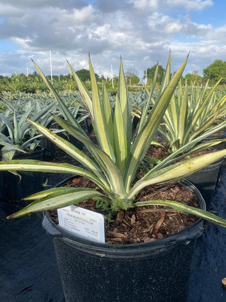 agave-sisalana-mediopicta-sisal-agave-hemp-agave