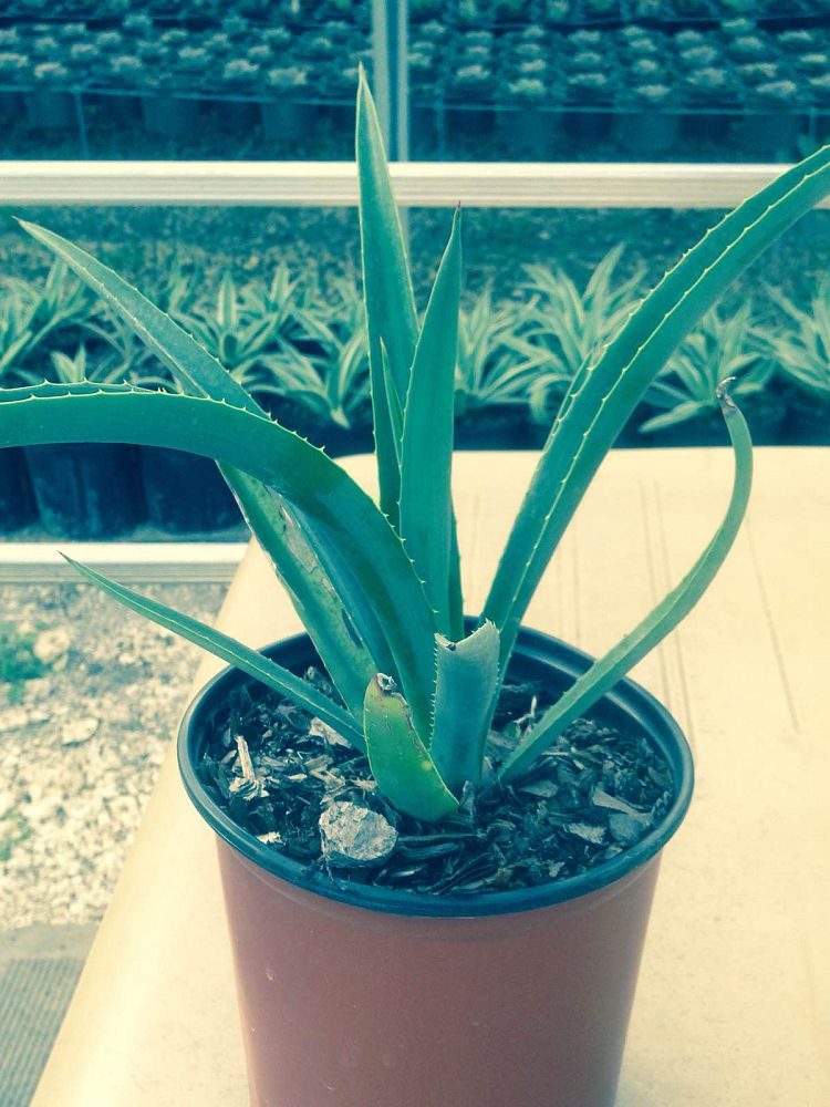 agave-sisalana-sisal-agave