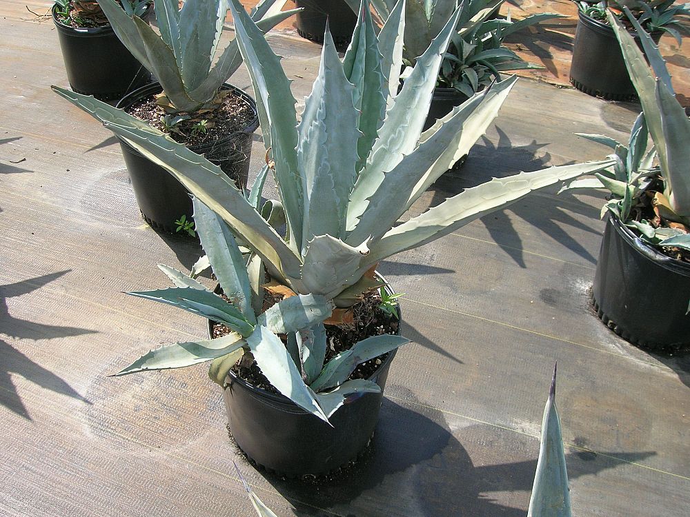 agave