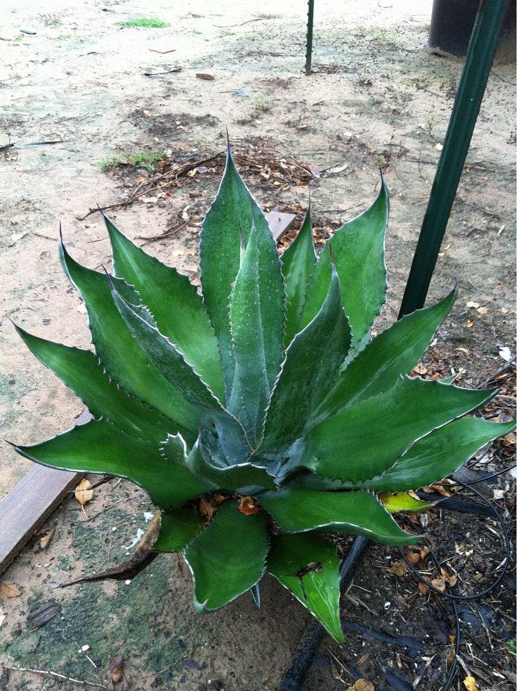 agave