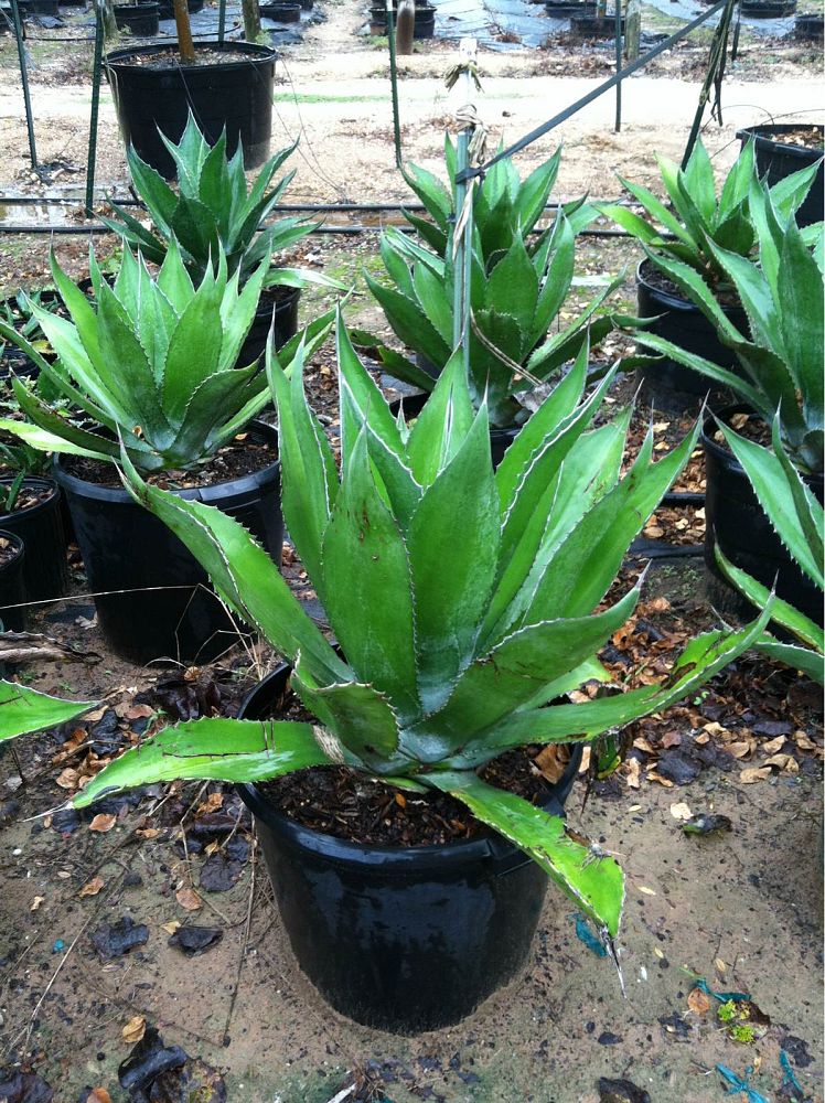 agave