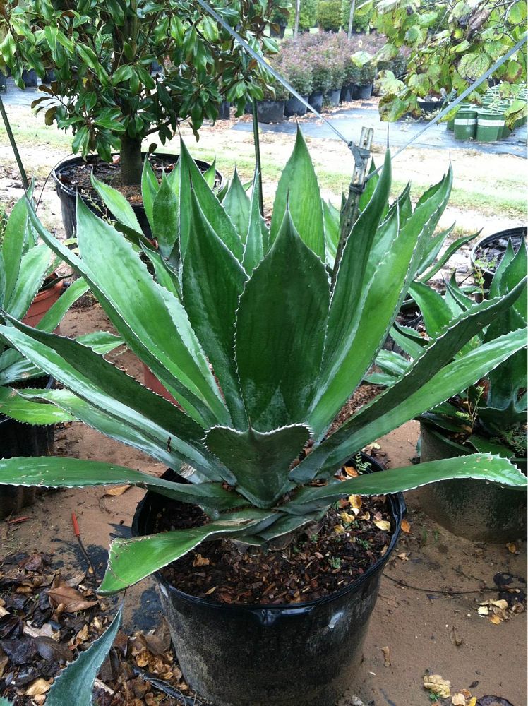 agave