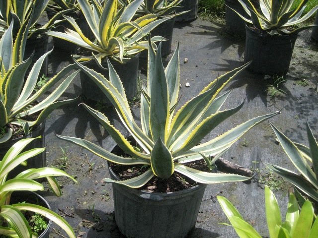 agave