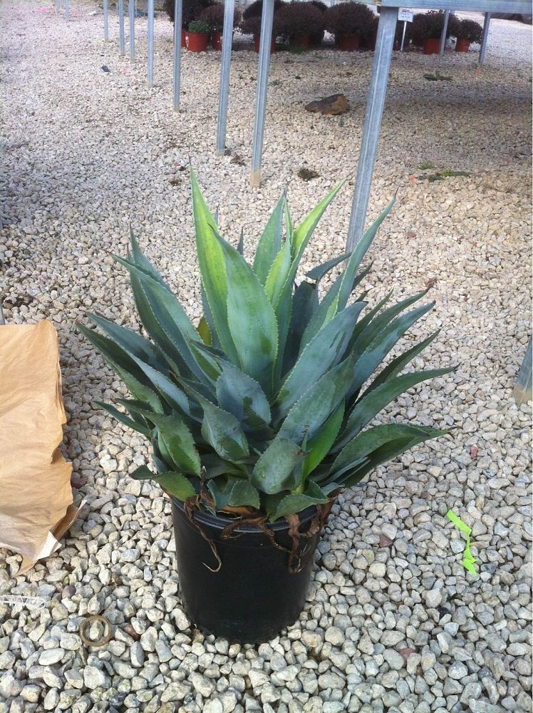 agave