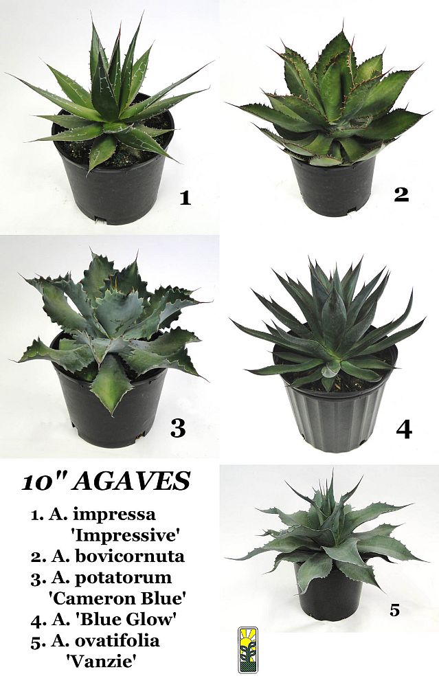agave