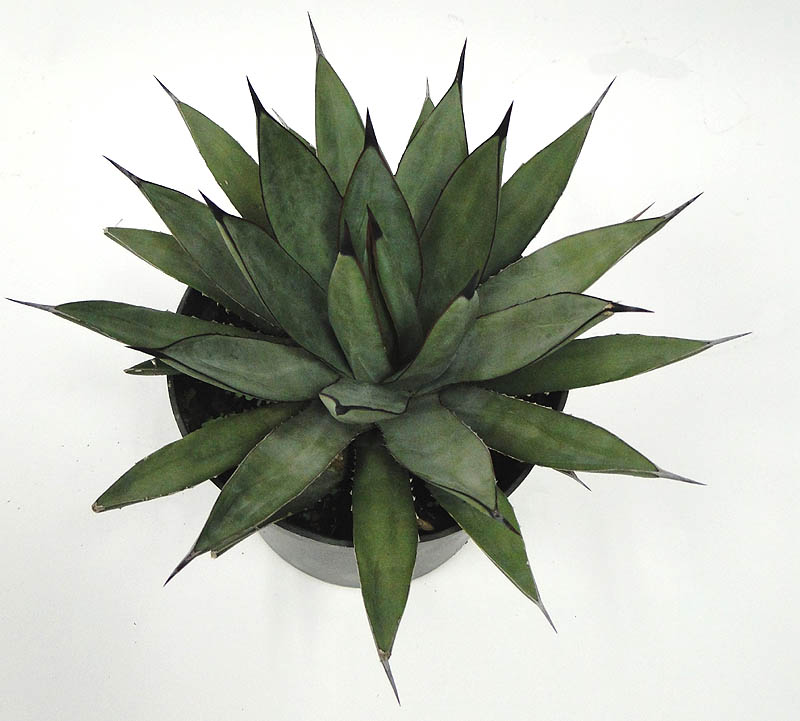 agave