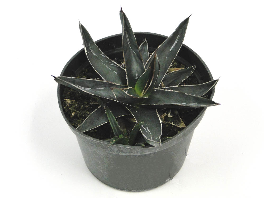 agave