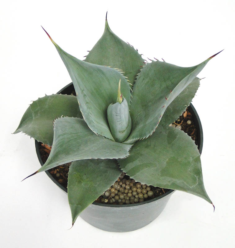 agave