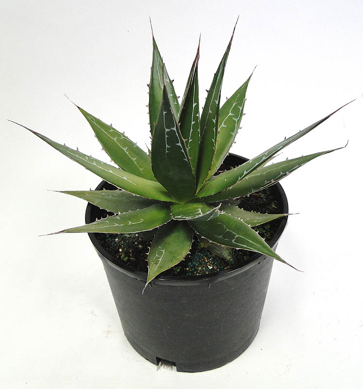 agave