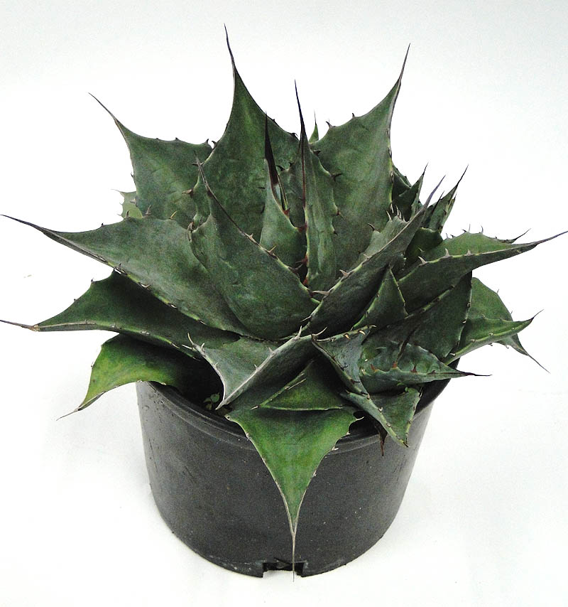 agave