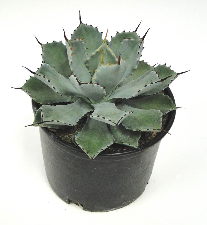 agave